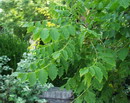 معرفی و راهنمای پرورش درختان زینتی - چینی
